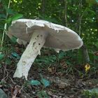 Fransiger Wulstling, Einsiedler-Wulstling, Amanita strobiliformis