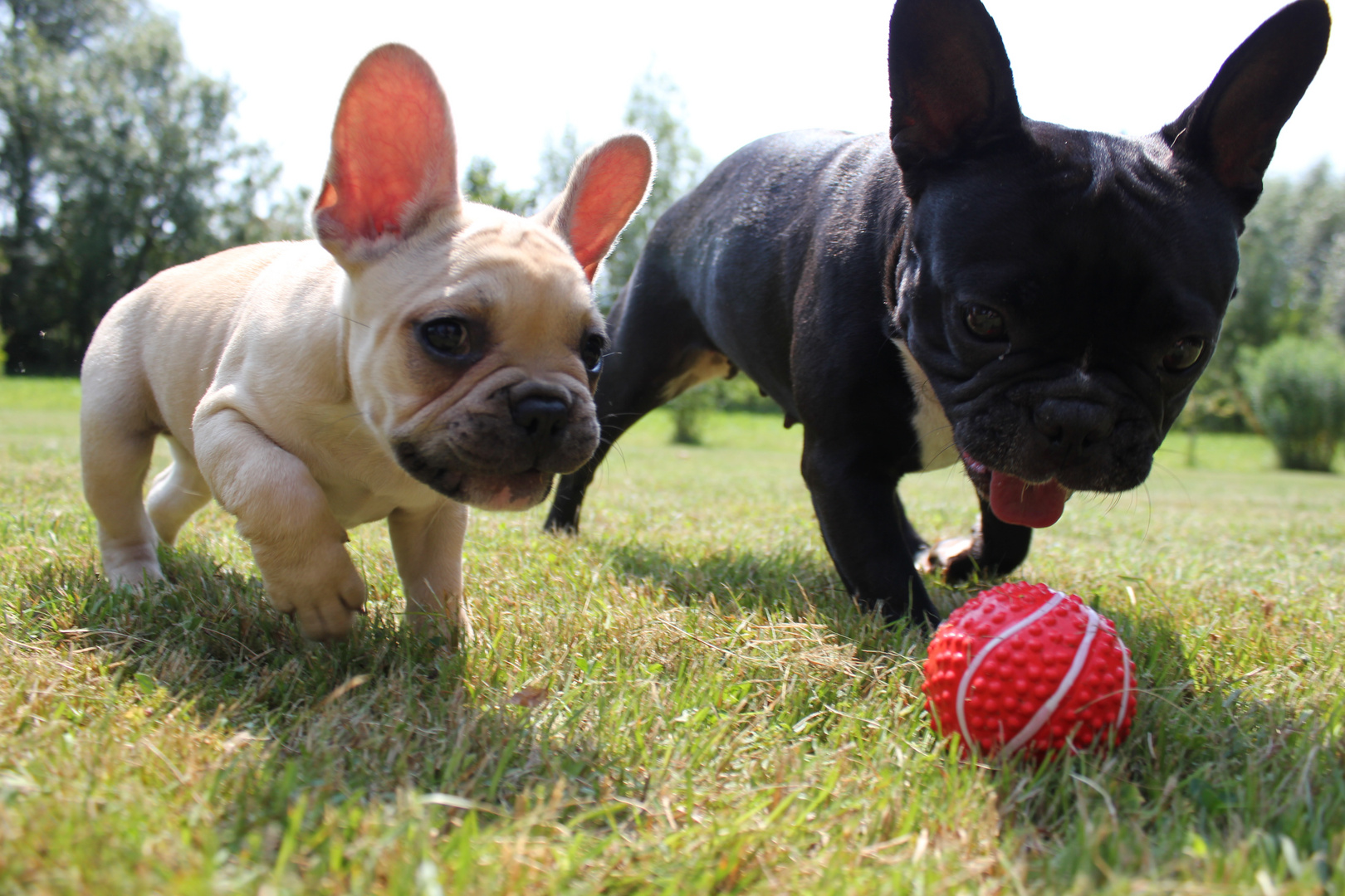 Franz & Berry bei 33 ° Grad