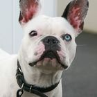 franz. Bulldogge