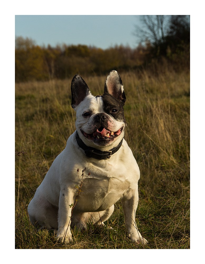 franz. Bulldogge