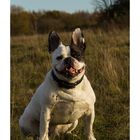 franz. Bulldogge