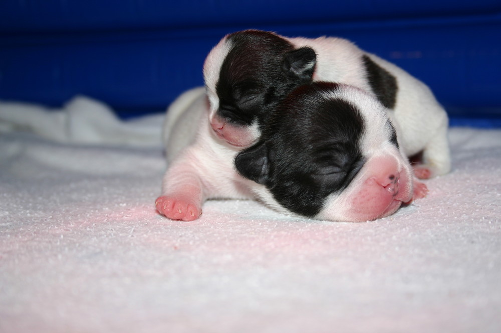 Franz. Bulldoggenbabys - 5 Tage alt