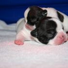 Franz. Bulldoggenbabys - 5 Tage alt