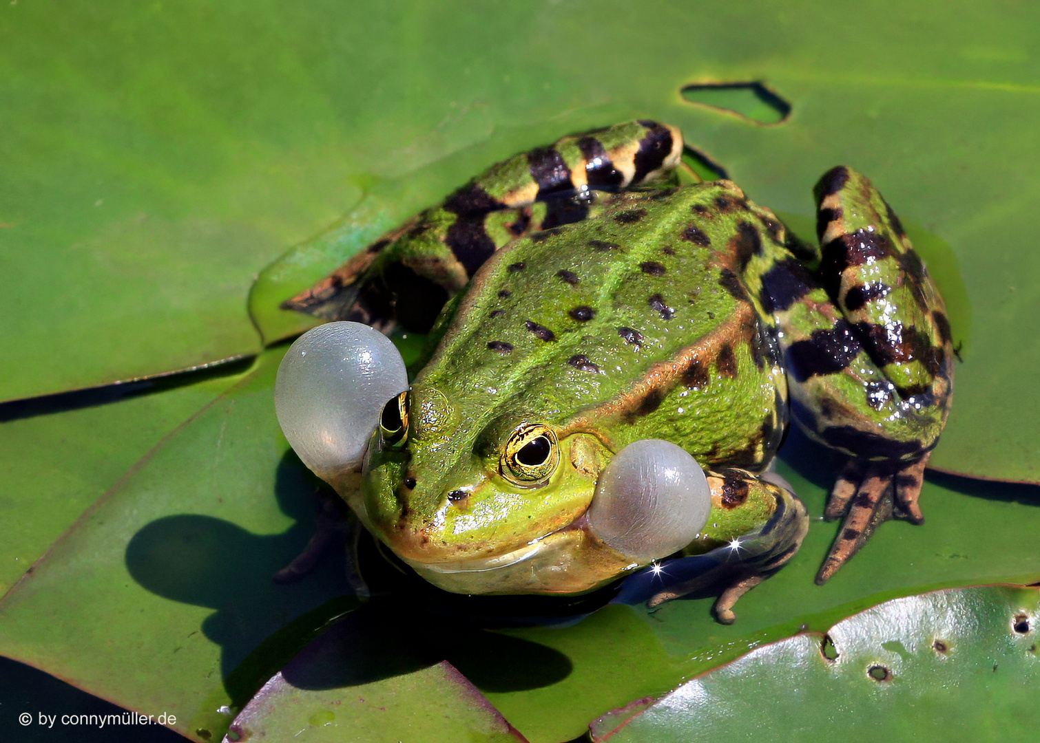 Franz Frosch