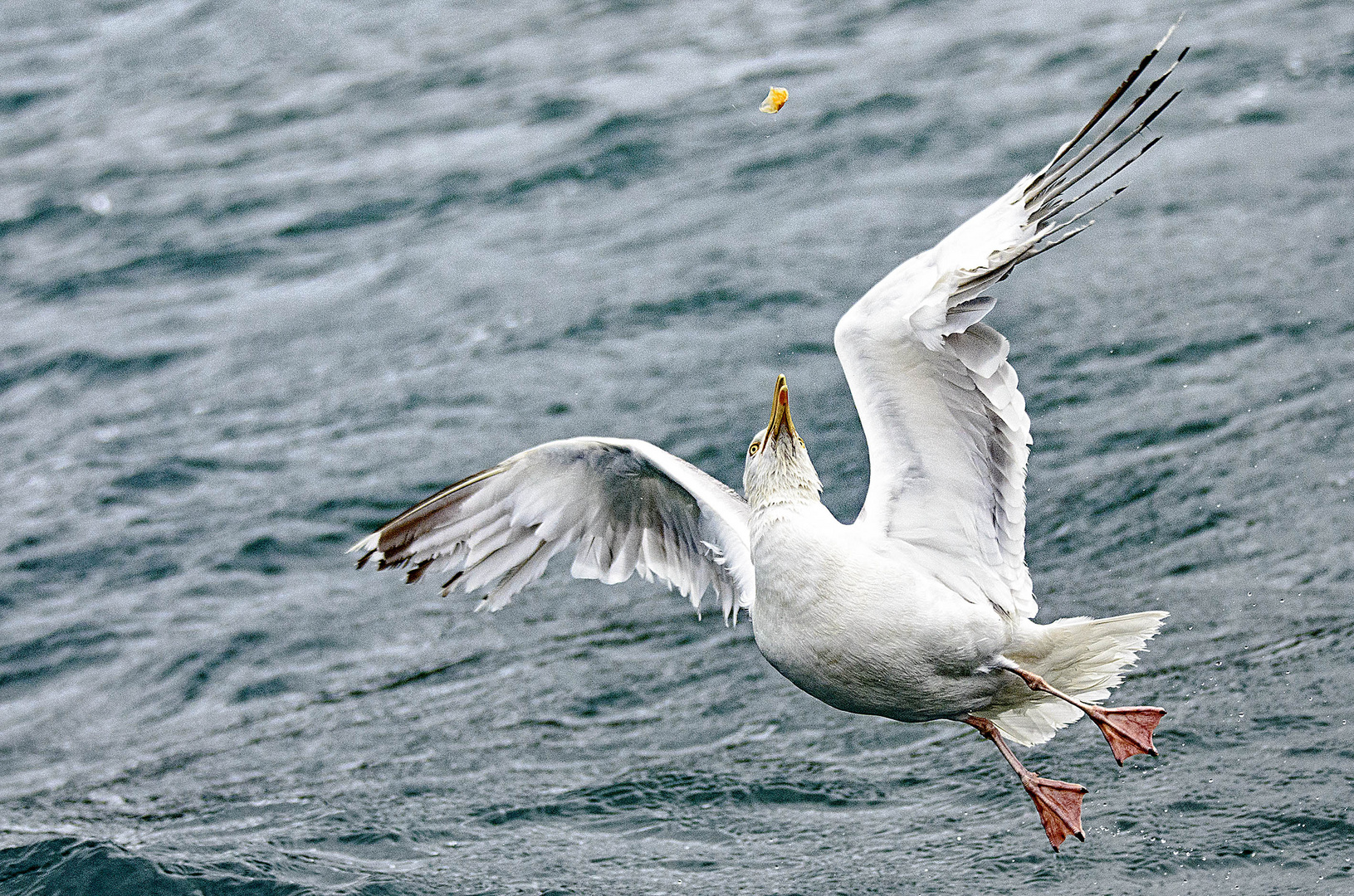 franz. Frühstück einer hungrigen, bretonischen  Möwe