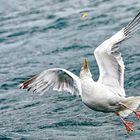 franz. Frühstück einer hungrigen, bretonischen  Möwe