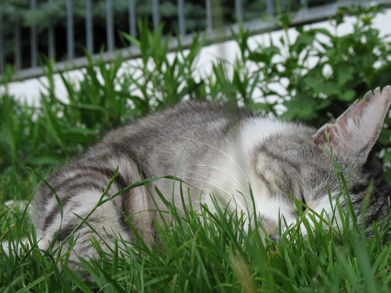 Franz lauscht am Gras