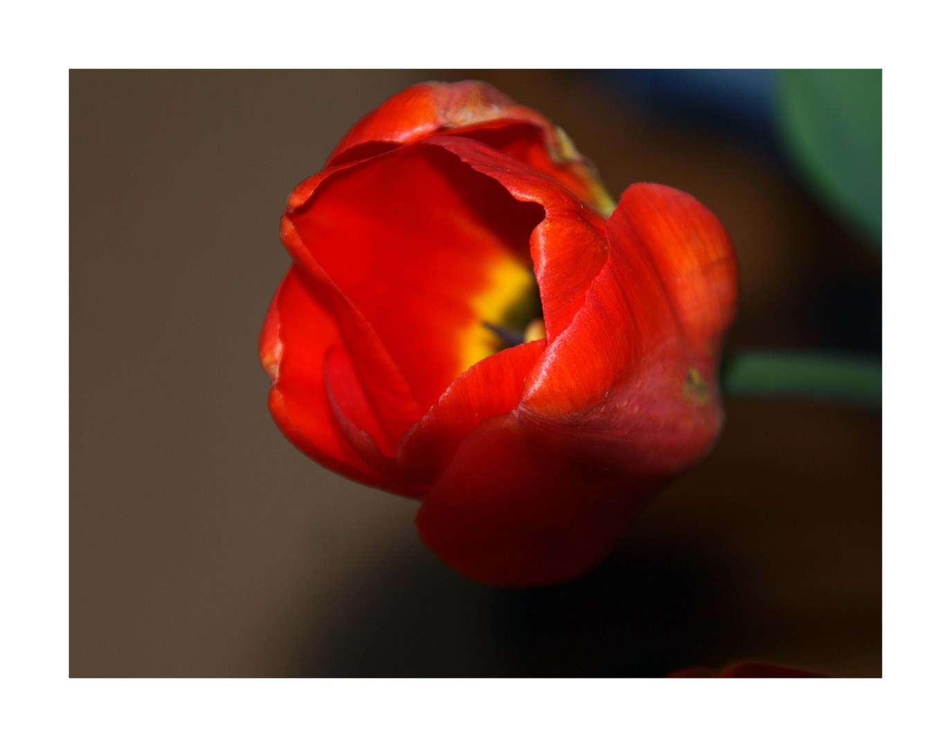 franz. Tulpe #2