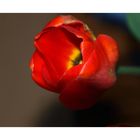 franz. Tulpe #2