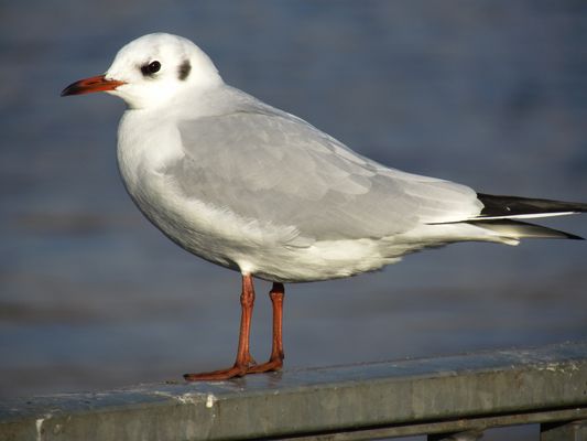 Franzi, alleine unterwegs...