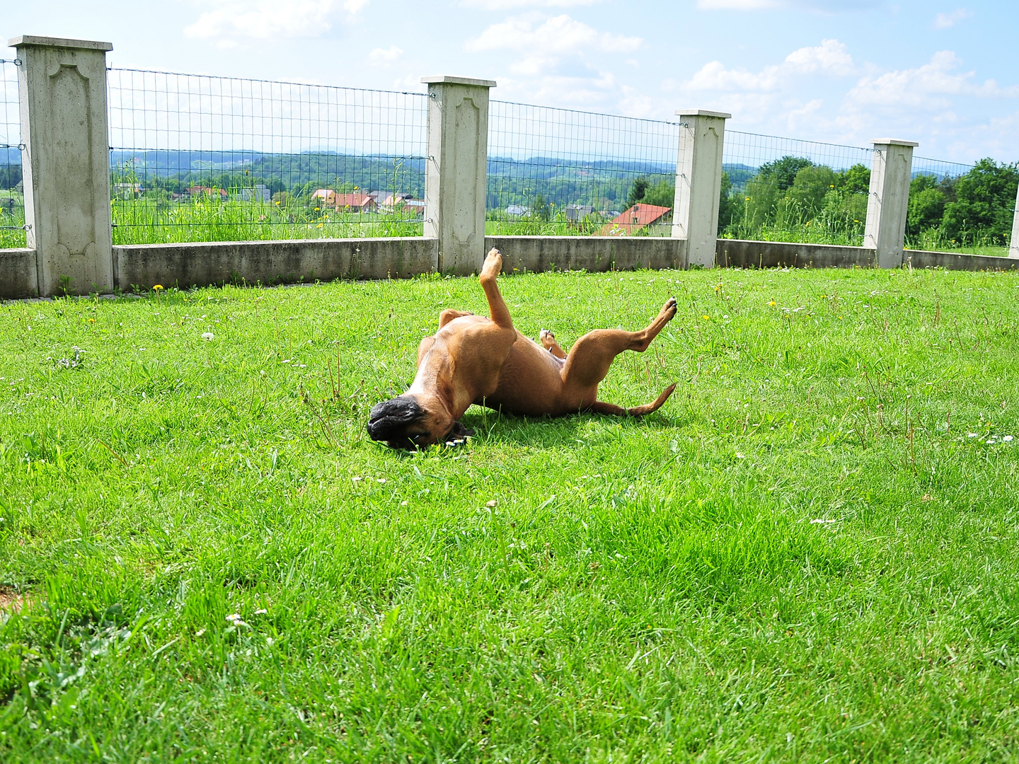 Franzi beim Sonnen