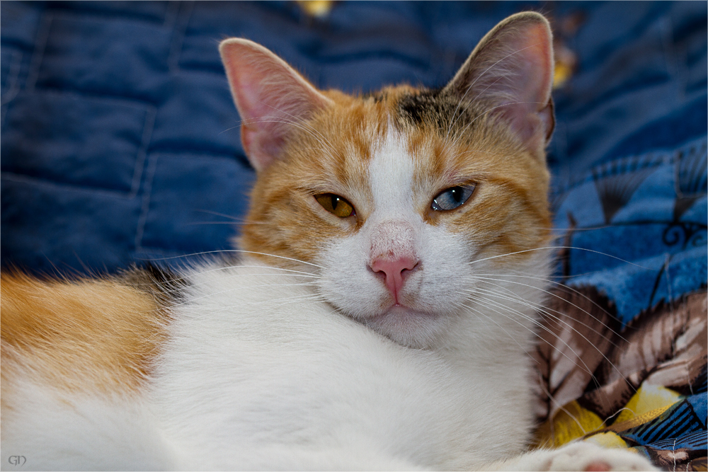 "Franzi" mit dem orangen und blauen Auge