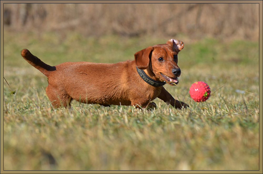 Franz´l in Action