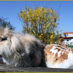 Franzl und Sissi wünschen frohe Ostern