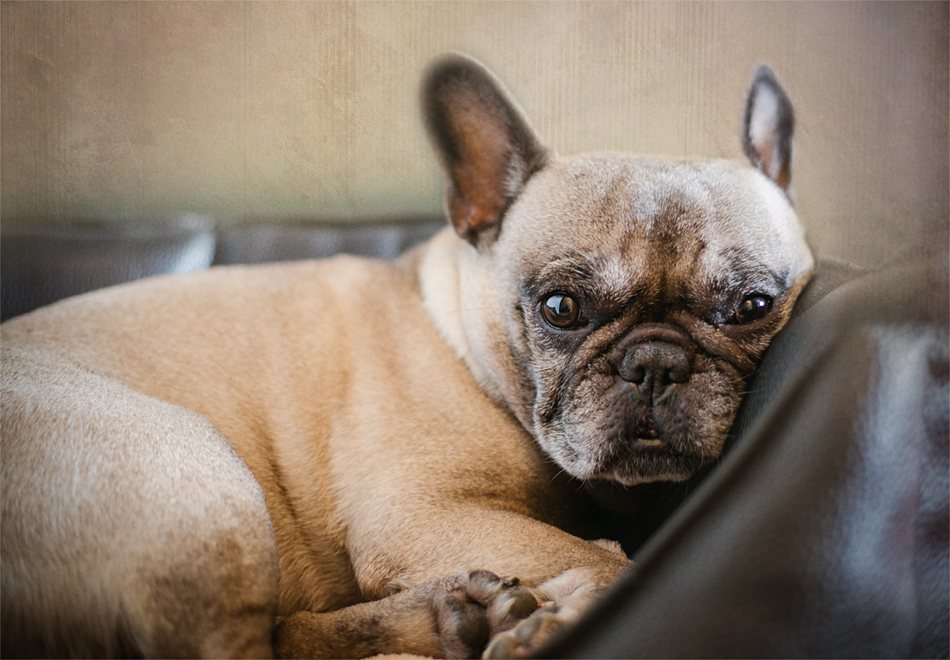 Französiche Bulldogge