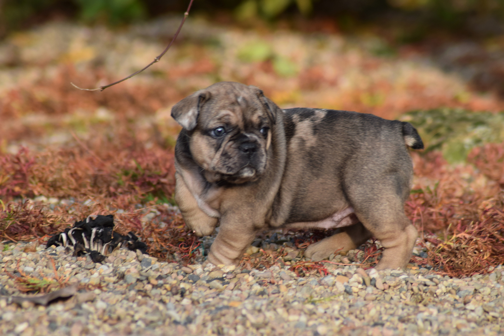 Französiche Bulldogge Erlpe Oregami