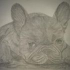 Französicher Bulldog-Welpe