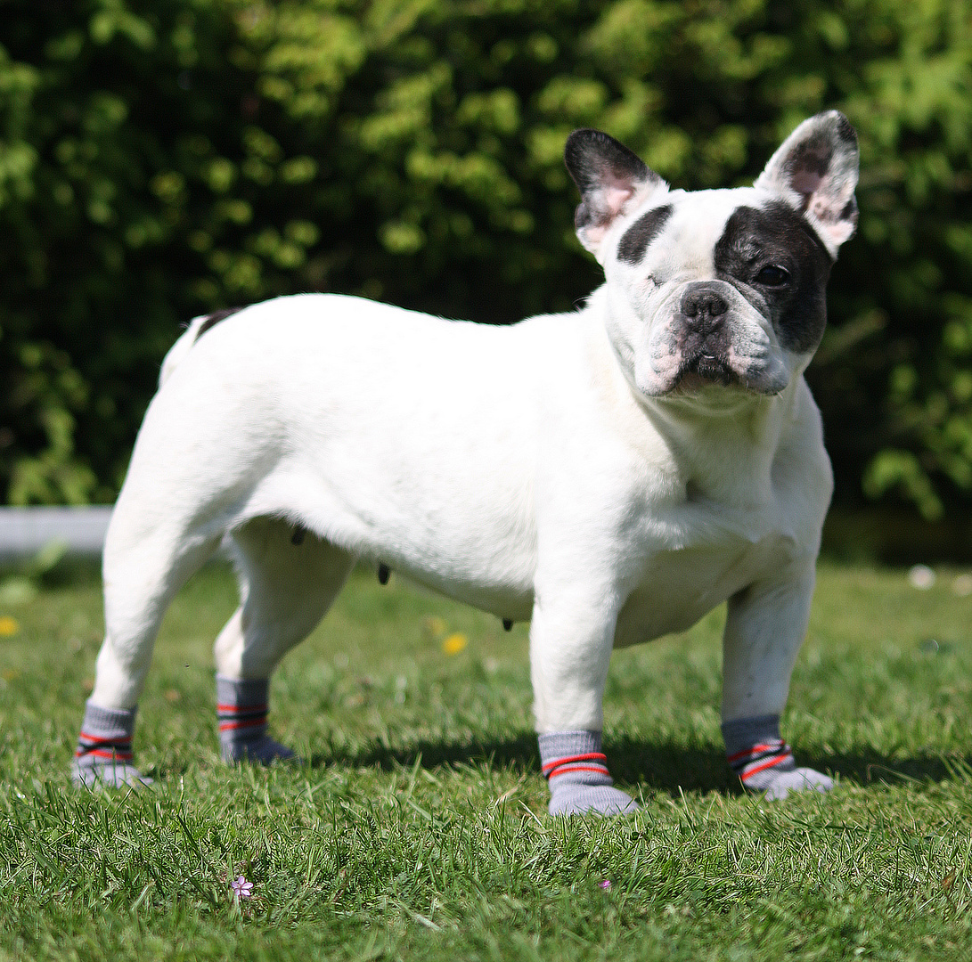 Französisch Bulldogge Becky