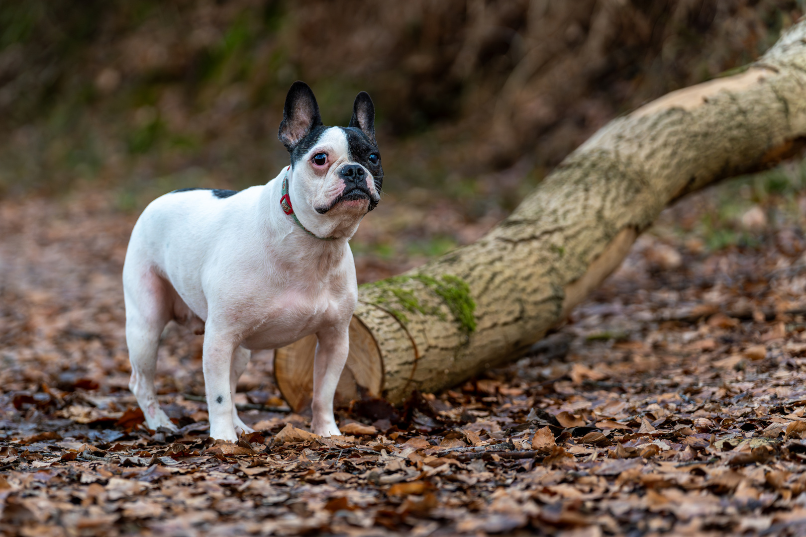 Französische Bulldogge