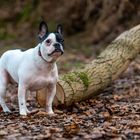 Französische Bulldogge