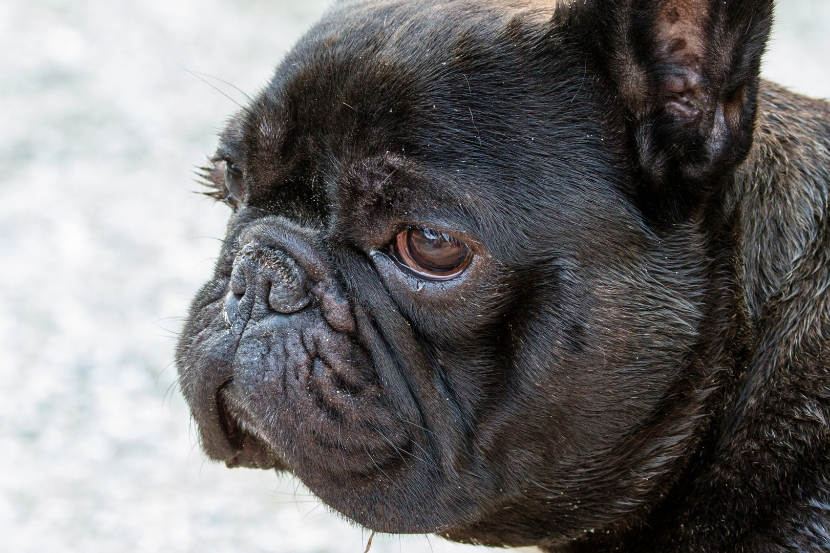 französische Bulldogge