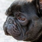 französische Bulldogge