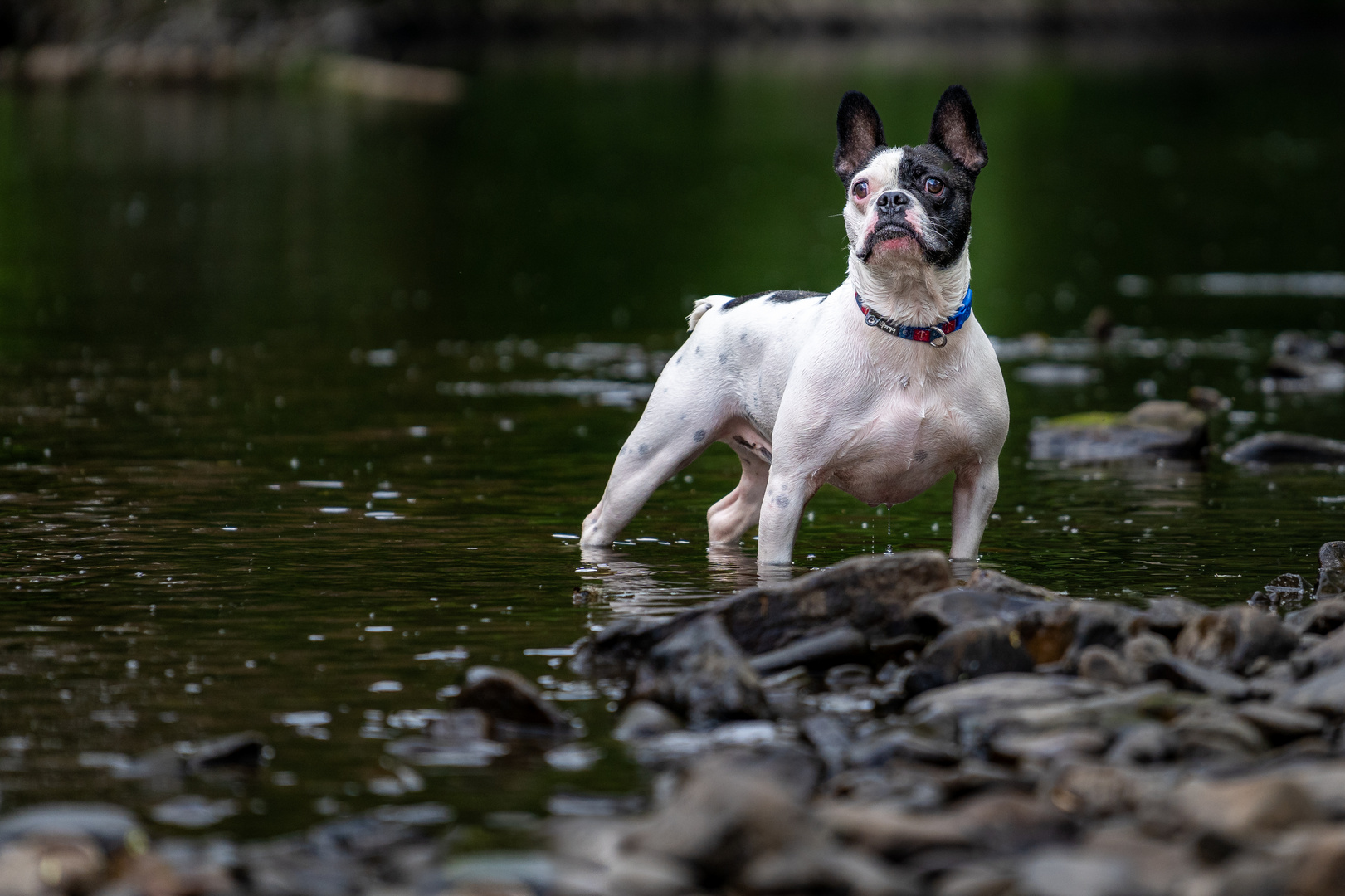 Französische Bulldogge