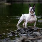 Französische Bulldogge