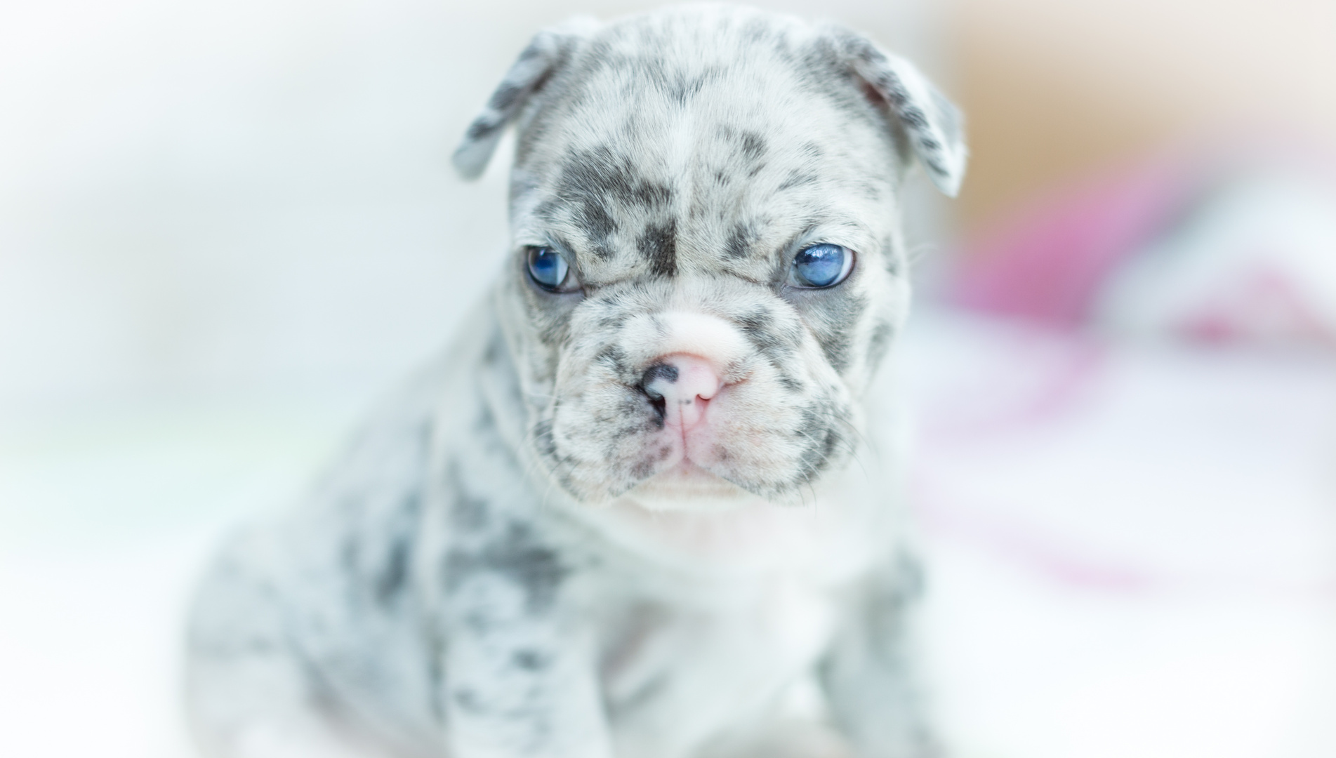 Französische Bulldogge