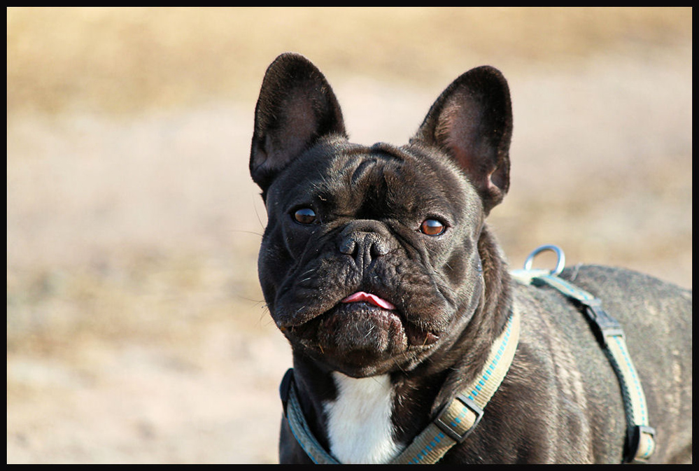 Französische Buldogge Französische Buldogge