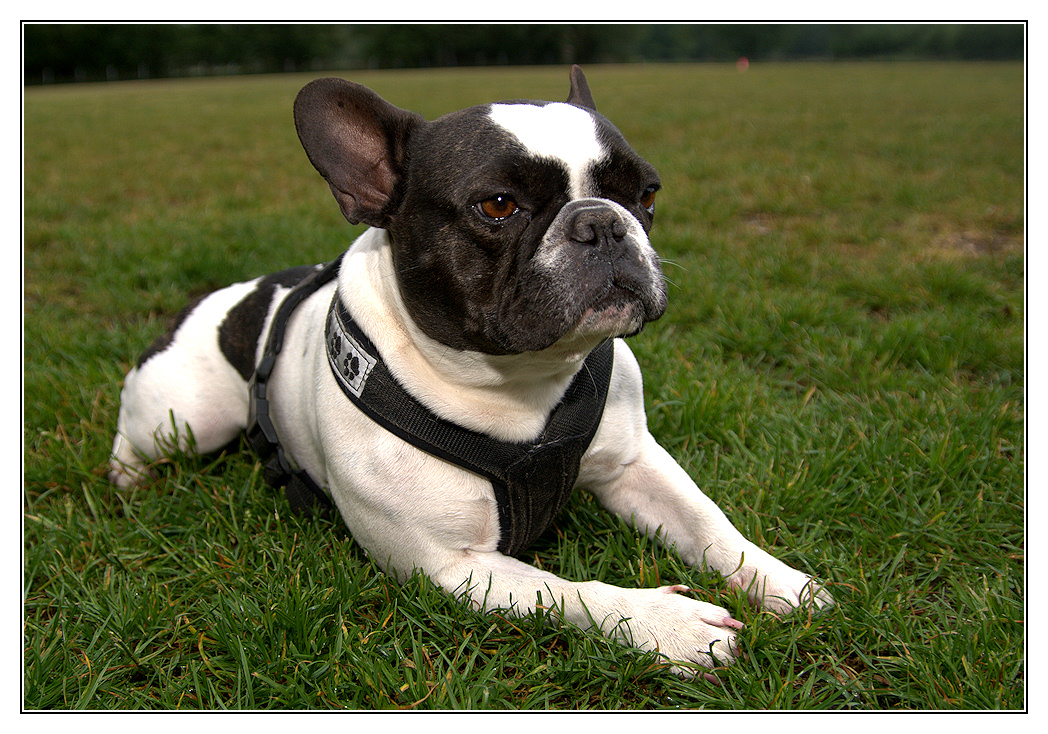 Französische Bulldogge