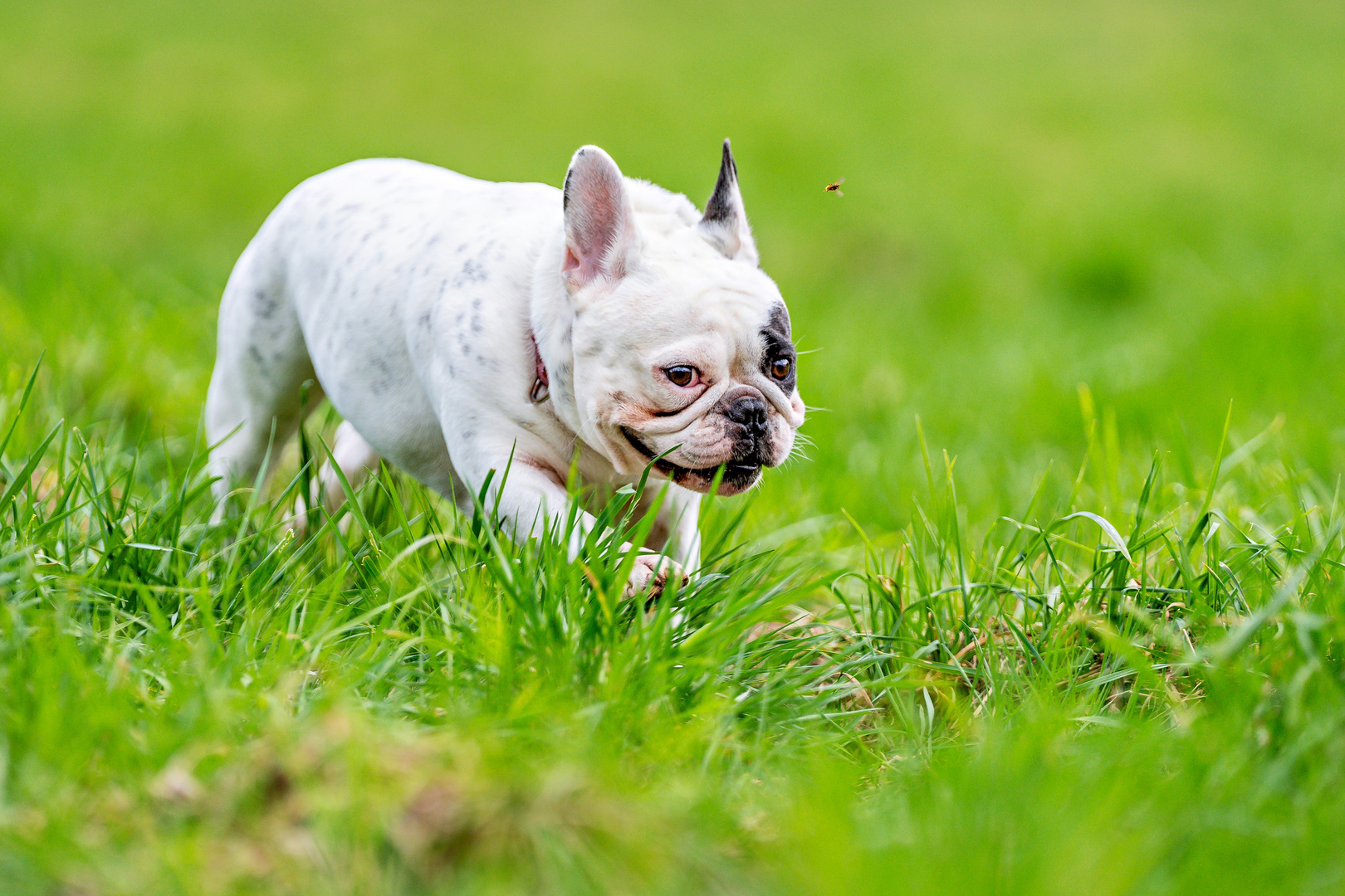 Französische Bulldogge