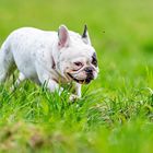 Französische Bulldogge