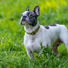 Französische Bulldogge