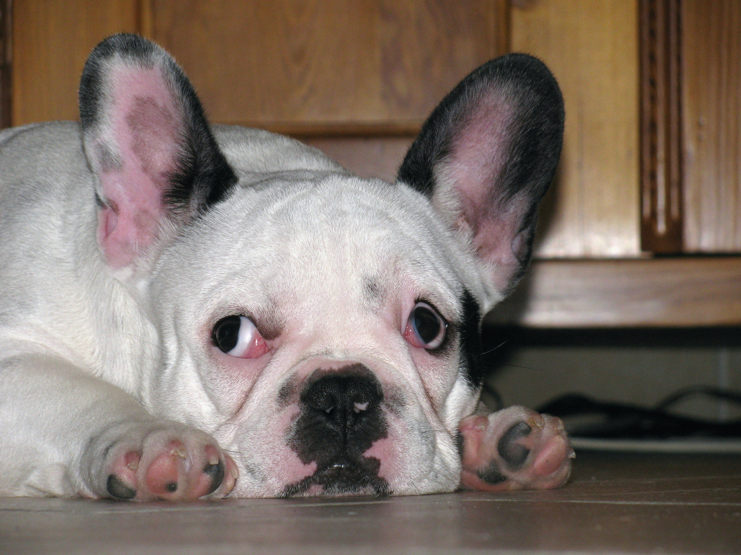 französische Bulldogge