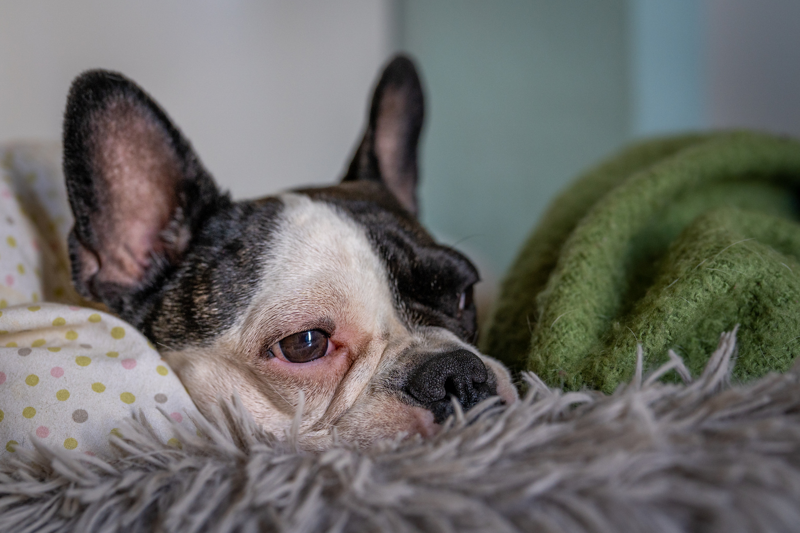 Französische Bulldogge