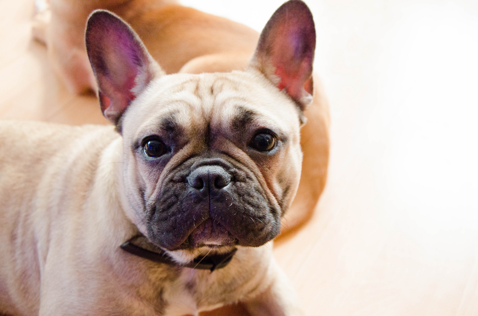 Französische Bulldogge