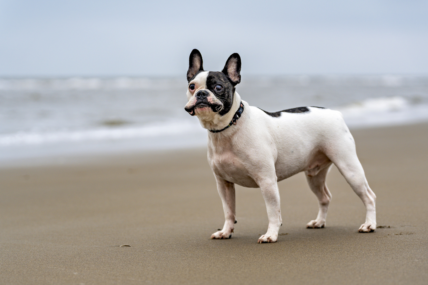 Französische Bulldogge