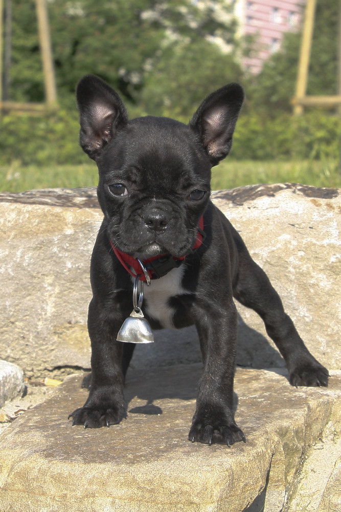 Französische Bulldogge