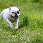 Französische Bulldogge