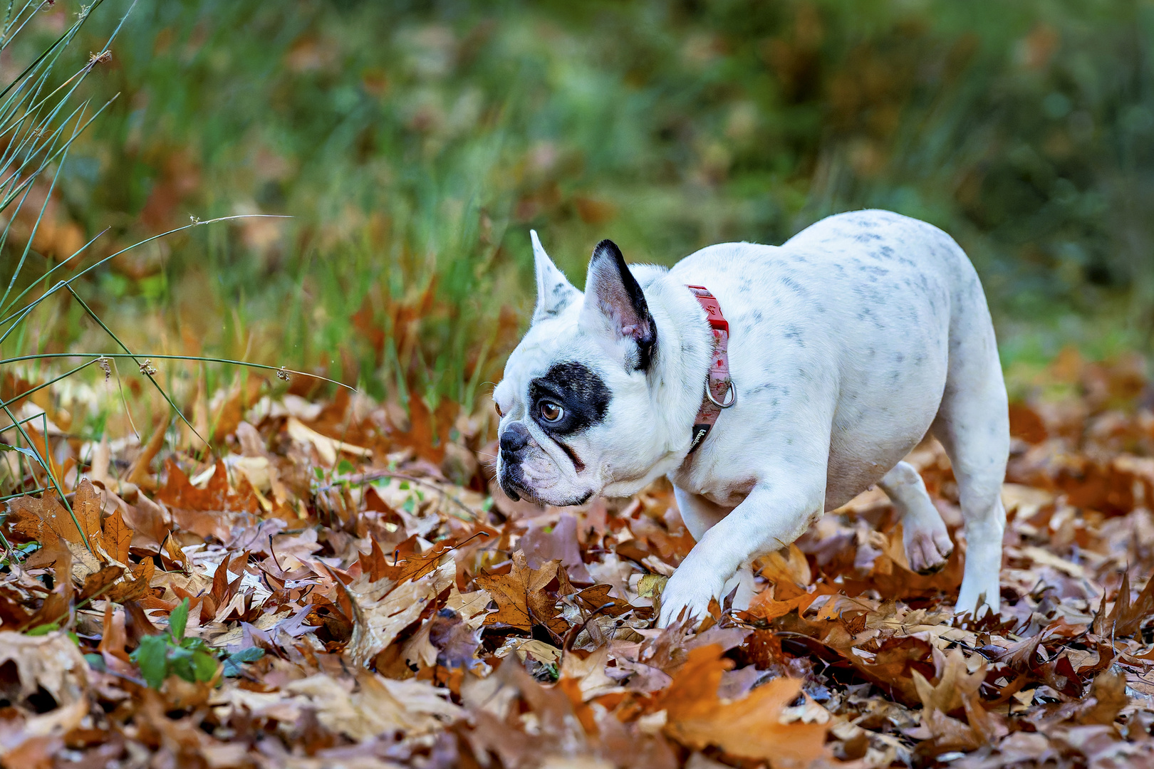 Französische Bulldogge