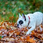 Französische Bulldogge