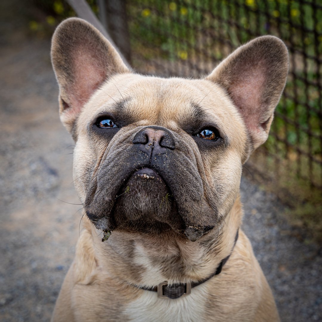 Französische Bulldogge