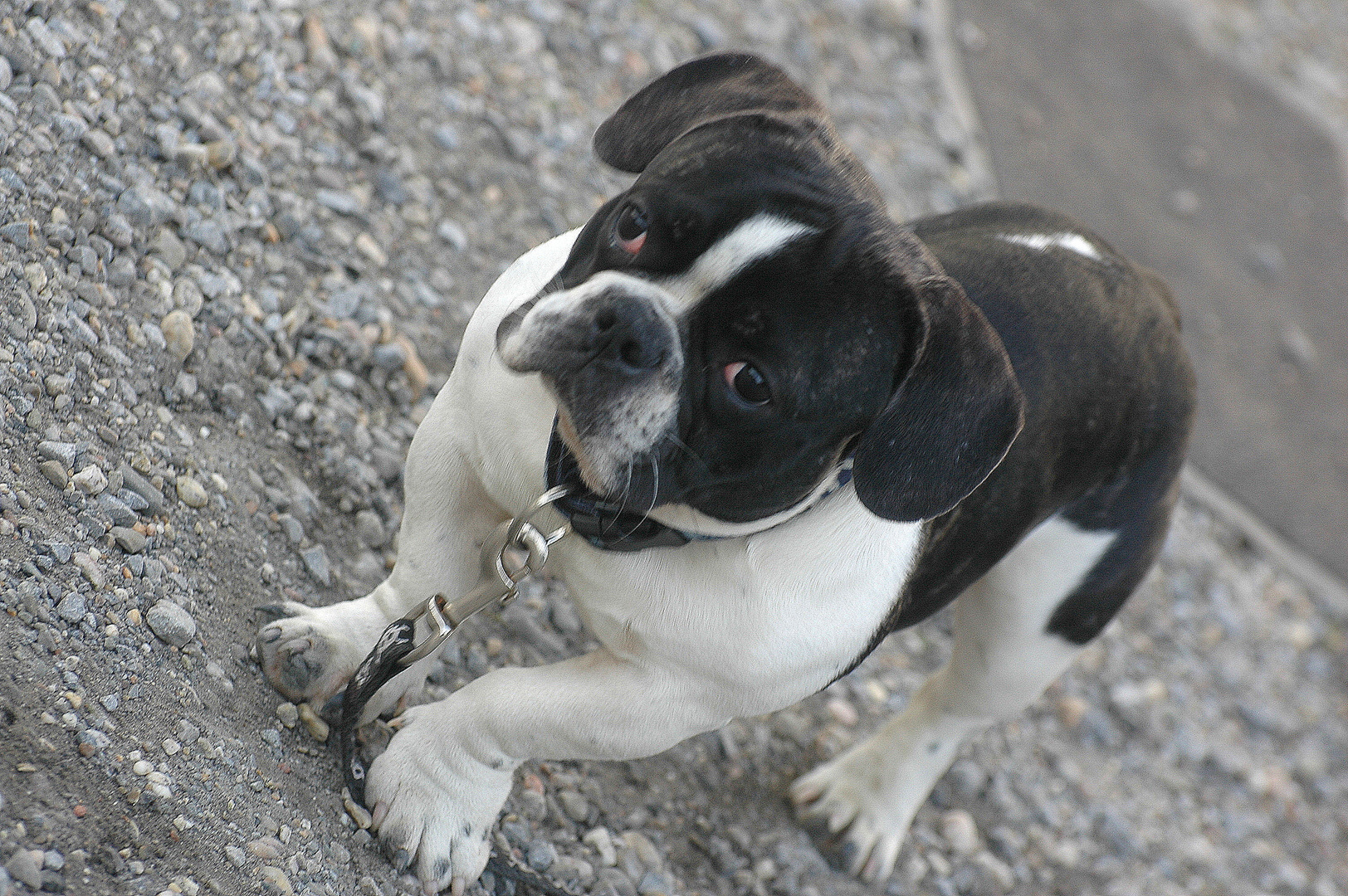 Französische Bulldogge