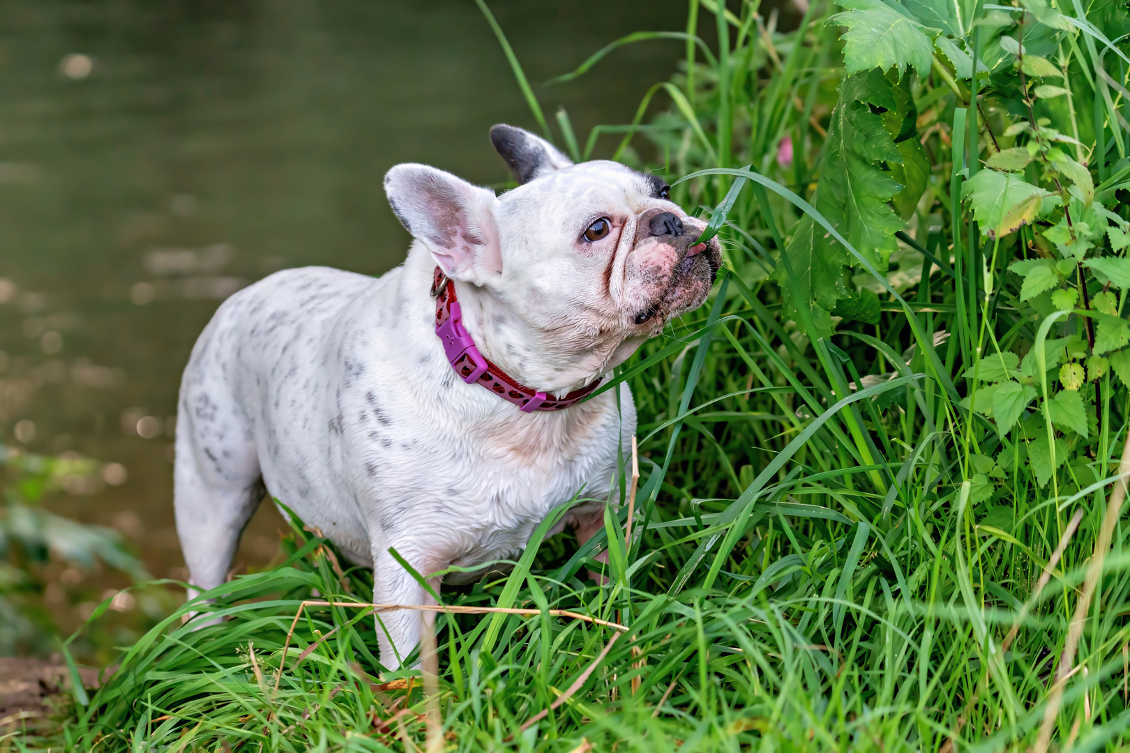 Französische Bulldogge