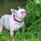 Französische Bulldogge