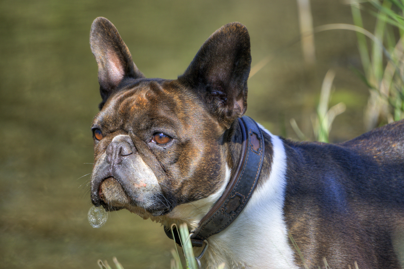 Französische Bulldogge