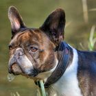 Französische Bulldogge