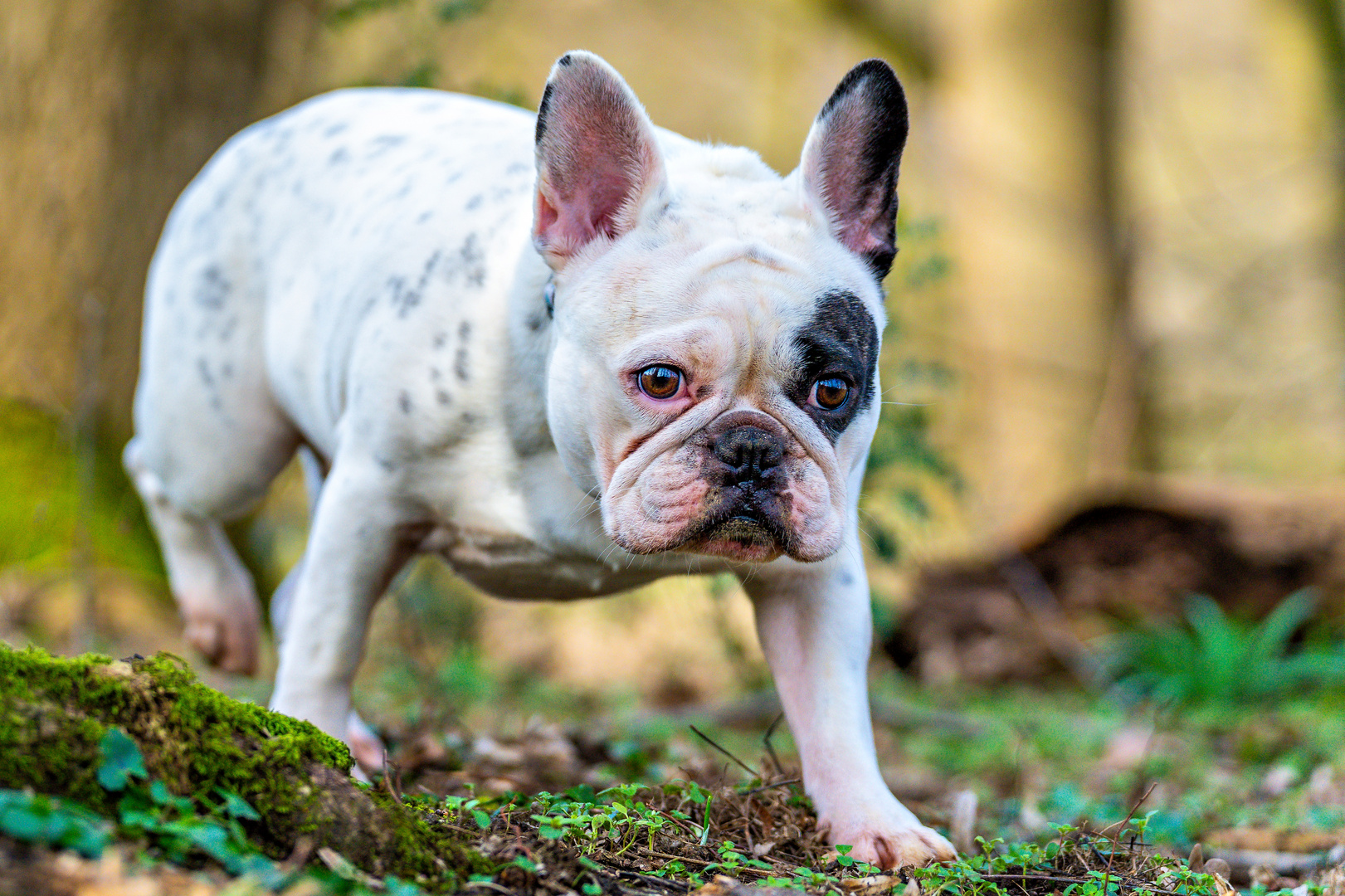 Französische Bulldogge