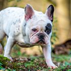 Französische Bulldogge